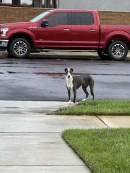 Found/Stray Male Dog last seen Serenade St and Brisbane Ave, Hemet, CA 92545