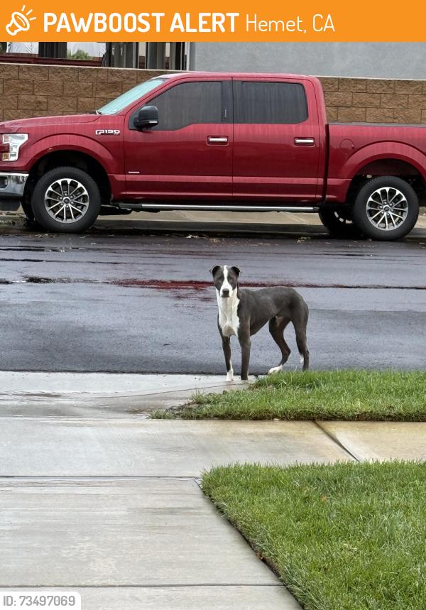 Found/Stray Male Dog last seen Serenade St and Brisbane Ave, Hemet, CA 92545