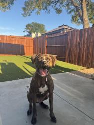 Reunited Female Dog last seen First Ave and j st, Chula Vista, CA 91910