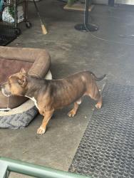 Found/Stray Male Dog last seen Colony Road, Newport News, VA 23602