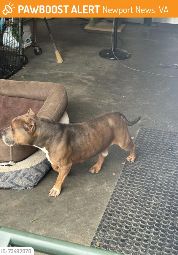 Found/Stray Male Dog last seen Colony Road, Newport News, VA 23602