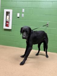 Shelter Stray Male Dog last seen Green Pond Landing, 29626, Anderson County, SC, 1320 US-29, Anderson, SC 29626, USA
