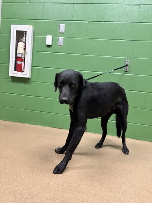 Shelter Stray Male Dog last seen Green Pond Landing, 29626, Anderson County, SC, 1320 US-29, Anderson, SC 29626, USA
