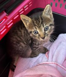 Found/Stray Unknown Cat last seen Port St. Lucie, Port St. Lucie, FL 34986