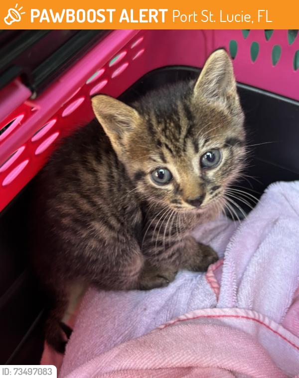 Found/Stray Unknown Cat last seen Port St. Lucie, Port St. Lucie, FL 34986
