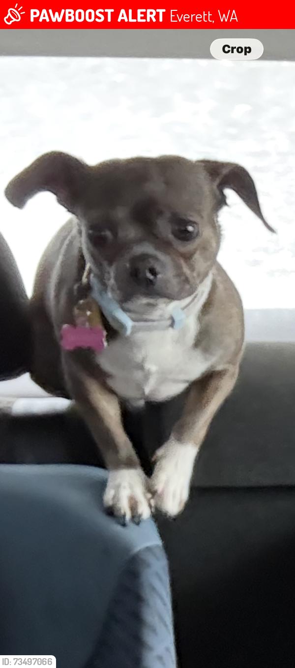 Lost Female Dog last seen Evergreen way & 52nd Everett Washington by the grocery outlet parking lot, Everett, WA 98203