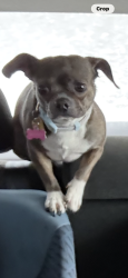 Lost Female Dog last seen Evergreen way & 52nd Everett Washington by the grocery outlet parking lot, Everett, WA 98203