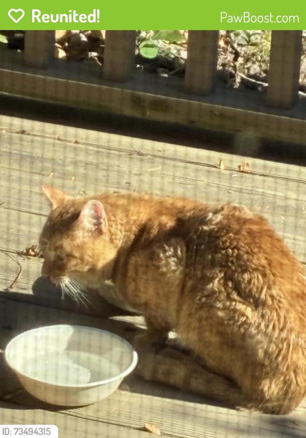 Reunited Unknown Cat last seen Corner of Winterset and Foxmoor, Appleton, WI 54911