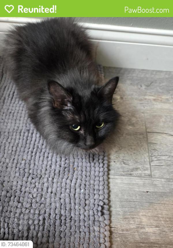 Reunited Male Cat last seen Richford and Lebanon, Toledo, OH 43605