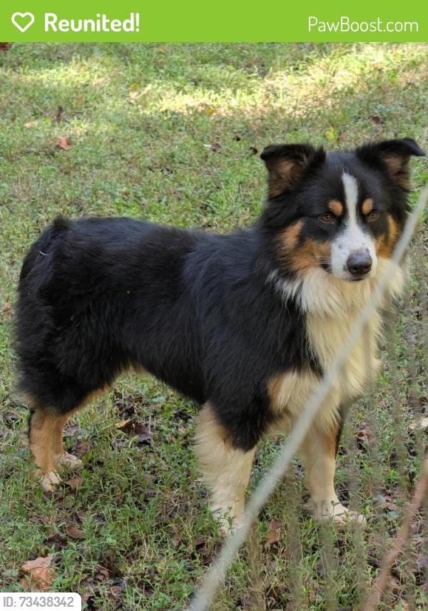 Reunited Male Dog last seen George York road/old liberty road/w.o.w road, Asheboro, NC 27203