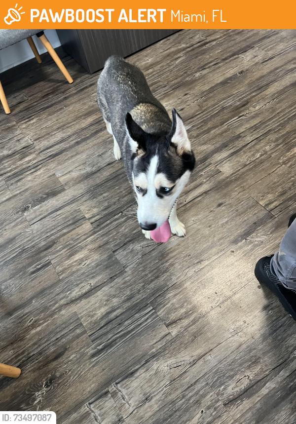 Found/Stray Unknown Dog last seen Near SW 73rd Terrace Circle, Miami, FL 33193