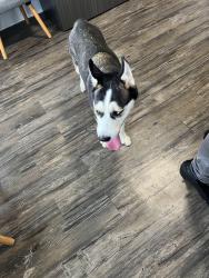 Found/Stray Unknown Dog last seen Near SW 73rd Terrace Circle, Miami, FL 33193