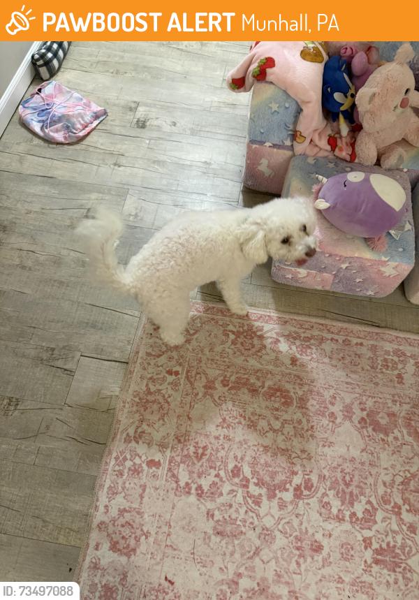 Found/Stray Female Dog last seen Park Elementary School, Munhall, PA 15120