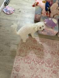 Found/Stray Female Dog last seen Park Elementary School, Munhall, PA 15120