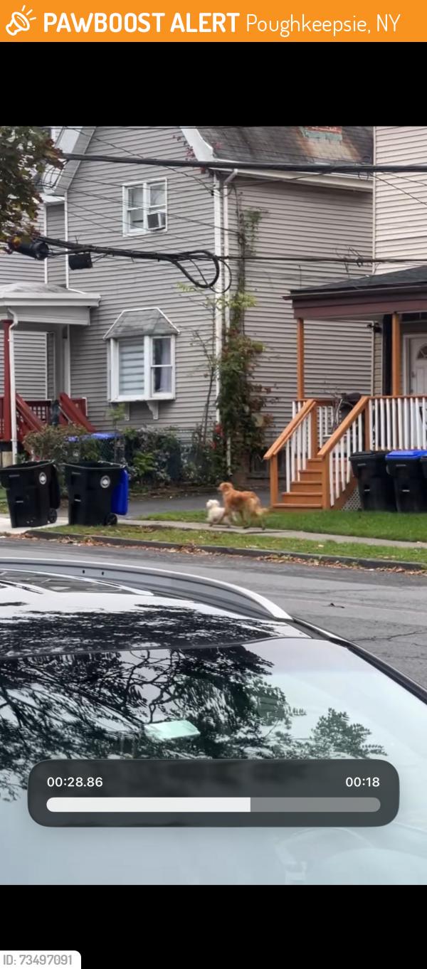 Found/Stray Unknown Dog last seen Statue on S Clinton, Poughkeepsie, NY 12601