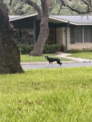 Found/Stray Unknown Dog last seen Hitching post street and Pineridge, San Antonio, TX 78217
