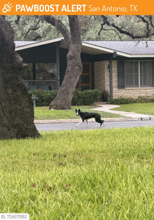 Found/Stray Unknown Dog last seen Hitching post street and Pineridge, San Antonio, TX 78217