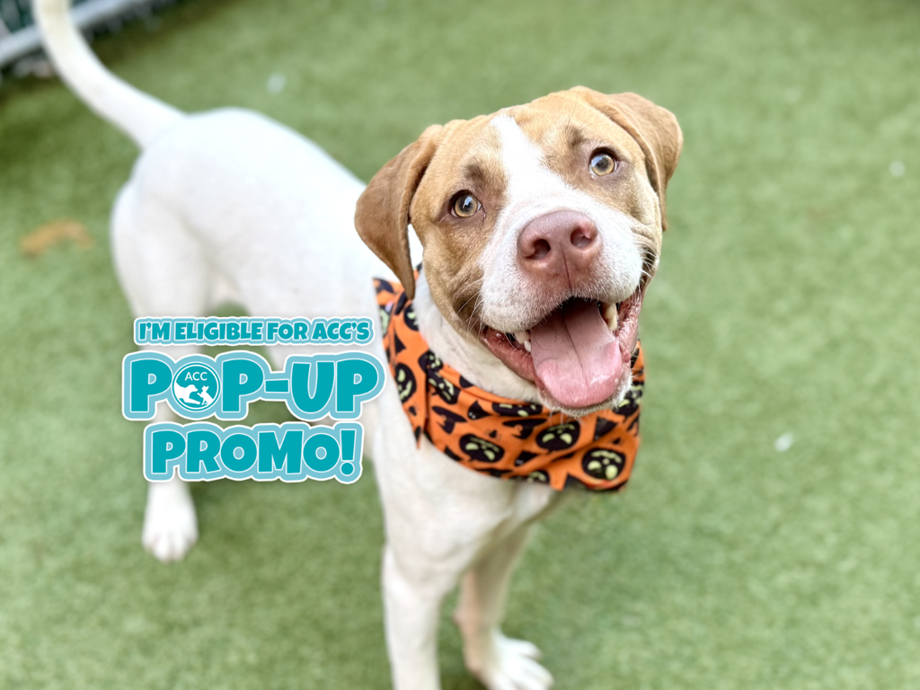 Shelter Stray Male Dog last seen Near Ryer Avenue, BRONX, NY, 10457, 326 E 110th St, New York, NY 10029, USA