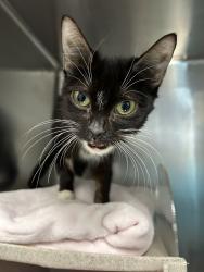 Shelter Stray Female Cat last seen Cruger Avenue, BRONX, NY, 10462, 326 E 110th St, New York, NY 10029, USA
