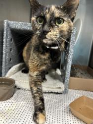 Shelter Stray Female Cat last seen Van Cortlandt Nature Center, BRONX, NY, 10471, 326 E 110th St, New York, NY 10029, USA
