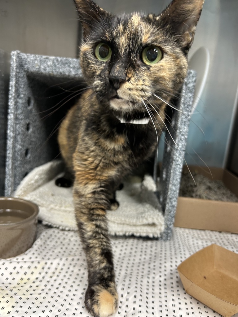 Shelter Stray Female Cat last seen Van Cortlandt Nature Center, BRONX, NY, 10471, 326 E 110th St, New York, NY 10029, USA