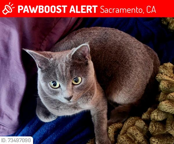 Lost Female Cat last seen Fair Oaks Blvd at Watt Ave, Sacramento, CA 95864