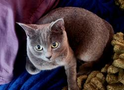 Lost Female Cat last seen Fair Oaks Blvd at Watt Ave, Sacramento, CA 95864
