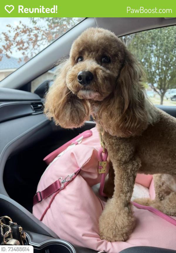 Reunited Female Dog last seen Poynter Crossing and Fox Run, Fort Worth, TX 76123