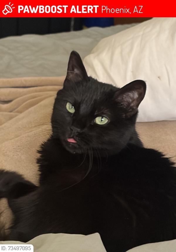 Lost Female Cat last seen Starlight Park, Phoenix, AZ 85033