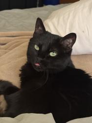 Lost Female Cat last seen Starlight Park, Phoenix, AZ 85033