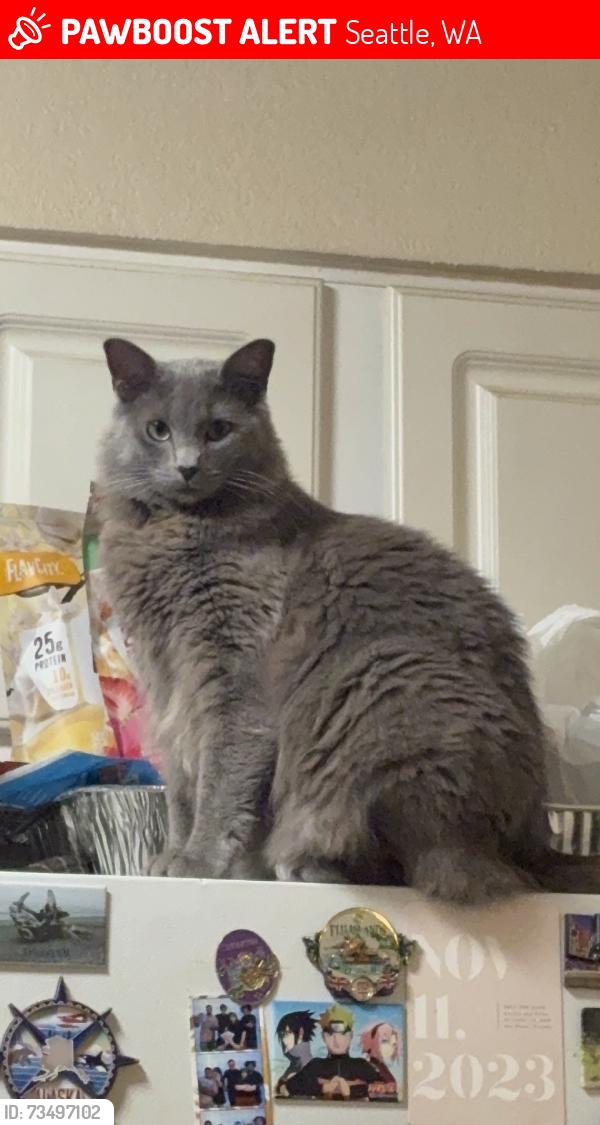 Lost Female Cat last seen Highline college, Seattle, WA 98198