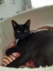 Reunited Female Cat last seen Carolina crossing, Little River, SC 29566