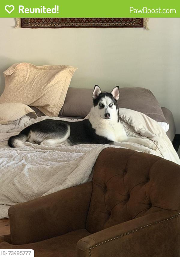 Reunited Female Dog last seen Briarwood Trail and Crescent Ridge, Cumming, GA 30041