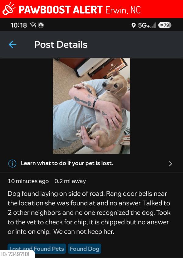 Lost Female Dog last seen N 11th st., Erwin, NC 28339