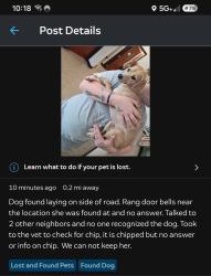 Lost Female Dog last seen N 11th st., Erwin, NC 28339