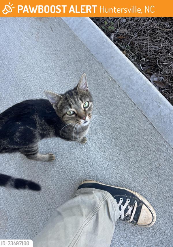 Found/Stray Unknown Cat last seen near the end of roderick drive, Huntersville, NC 28078