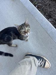 Found/Stray Unknown Cat last seen near the end of roderick drive, Huntersville, NC 28078