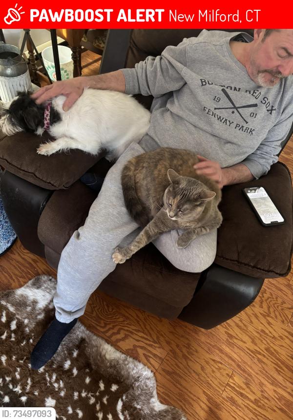 Lost Female Cat last seen Upper valley drive New Milford, New Milford, CT 06776