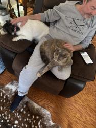 Lost Female Cat last seen Upper valley drive New Milford, New Milford, CT 06776