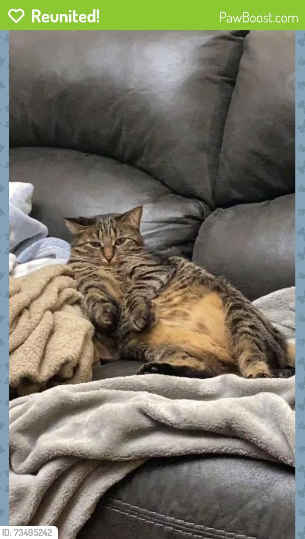 Reunited Female Cat last seen Blackwell Forest Preserve, Warrenville, IL 60555