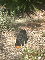 Found/Stray Male Cat last seen Back of my mother's yard, New Port Richey, FL 34655