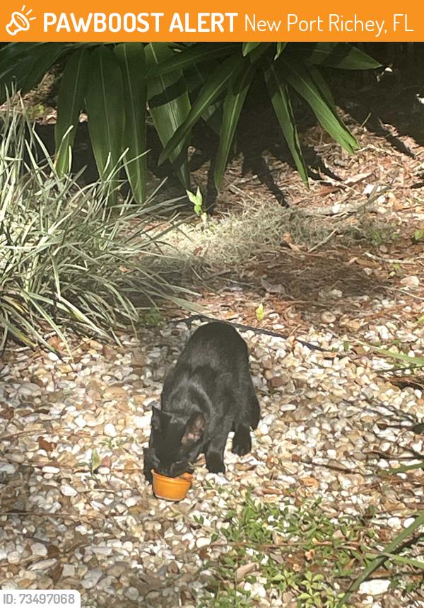 Found/Stray Male Cat last seen Back of my mother's yard, New Port Richey, FL 34655