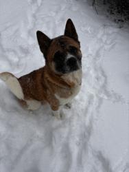 Reunited Male Dog last seen Near Pilgrim Dr, East flt Rock, NC 28726, USA, East Flat Rock, NC 28726
