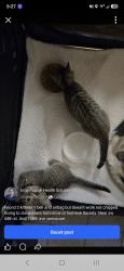 Found/Stray Unknown Cat last seen 44th st and ne 128th ave, Vancouver, WA 98682