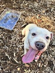 Found/Stray Female Dog last seen Paces Pointe apmts, Matthews, NC 28105