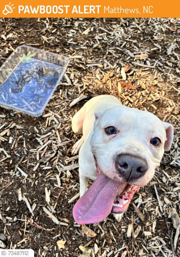 Found/Stray Female Dog last seen Paces Pointe apmts, Matthews, NC 28105