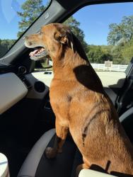 Found/Stray Female Dog last seen Union Restaurant, Alpharetta, GA 30004