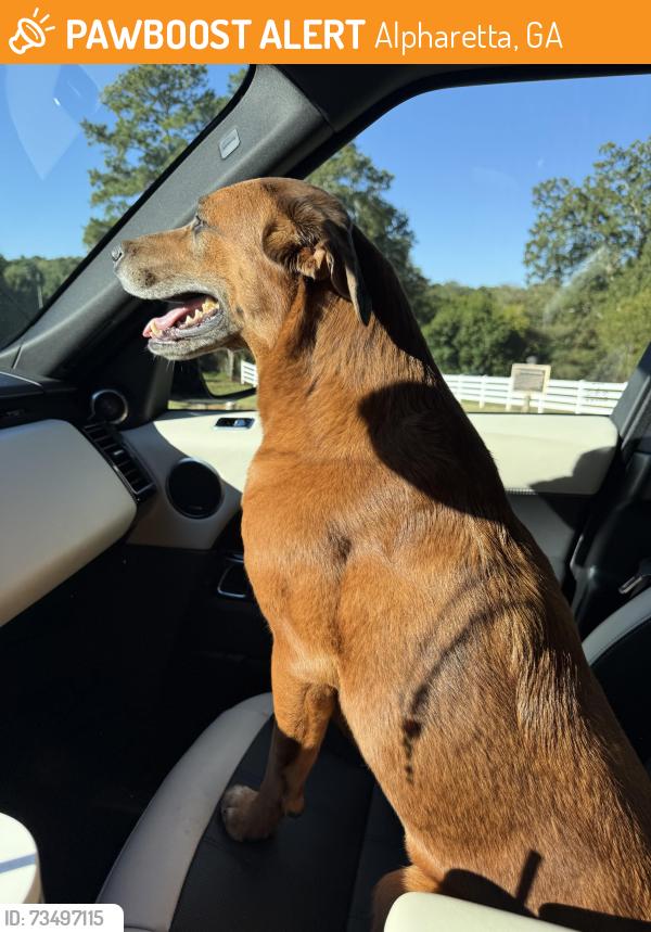 Found/Stray Female Dog last seen Union Restaurant, Alpharetta, GA 30004