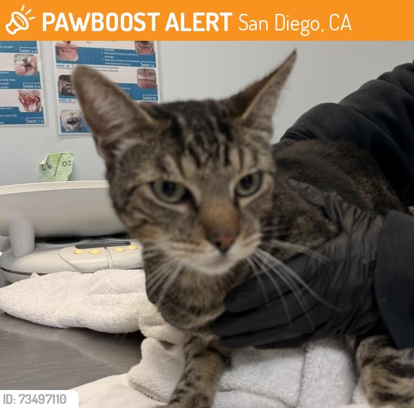 Found/Stray Male Cat last seen Near Gaines Street, San Diego, CA 92105