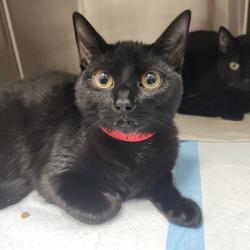 Shelter Stray Female Cat last seen , 3607 N Armenia Ave, Tampa, FL 33607, USA